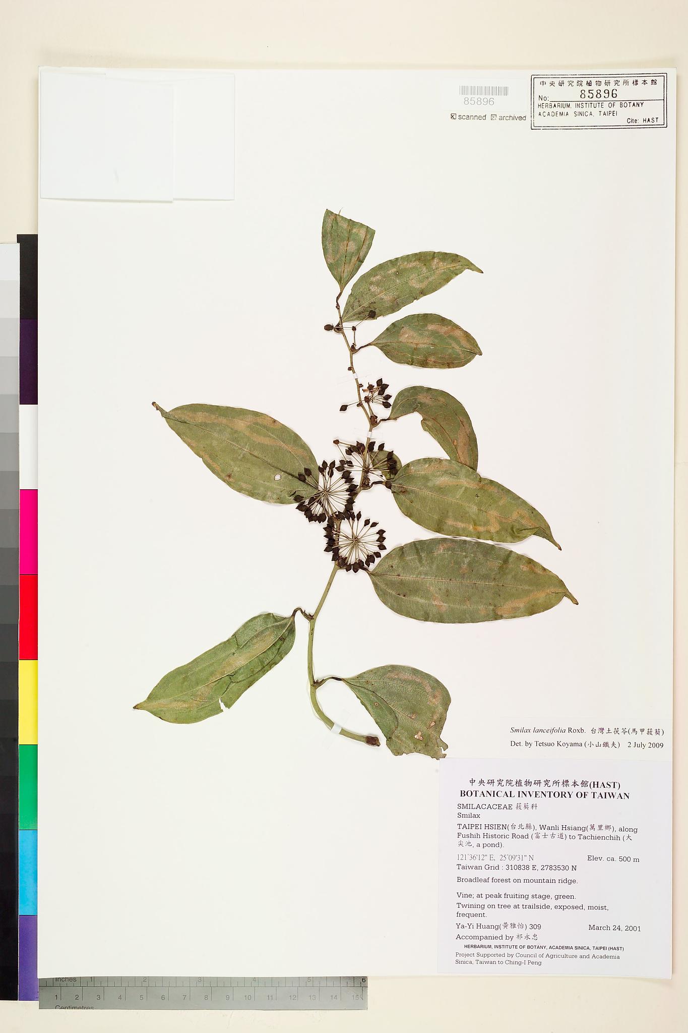 Sample image for viewer