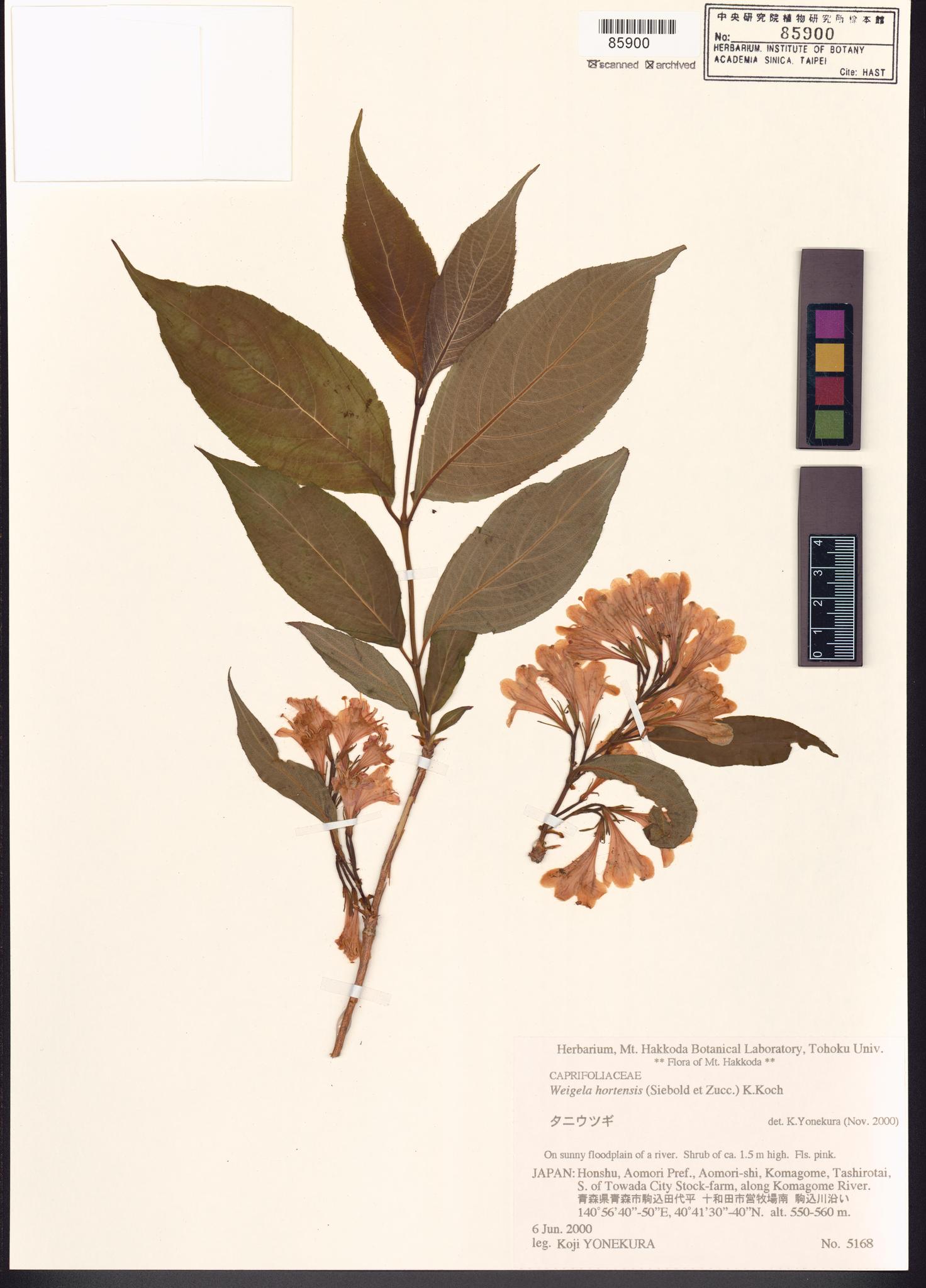 Sample image for viewer