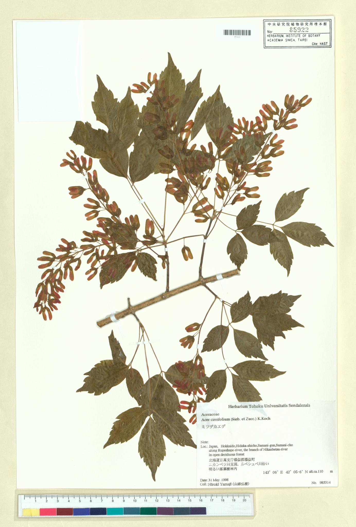 Sample image for viewer