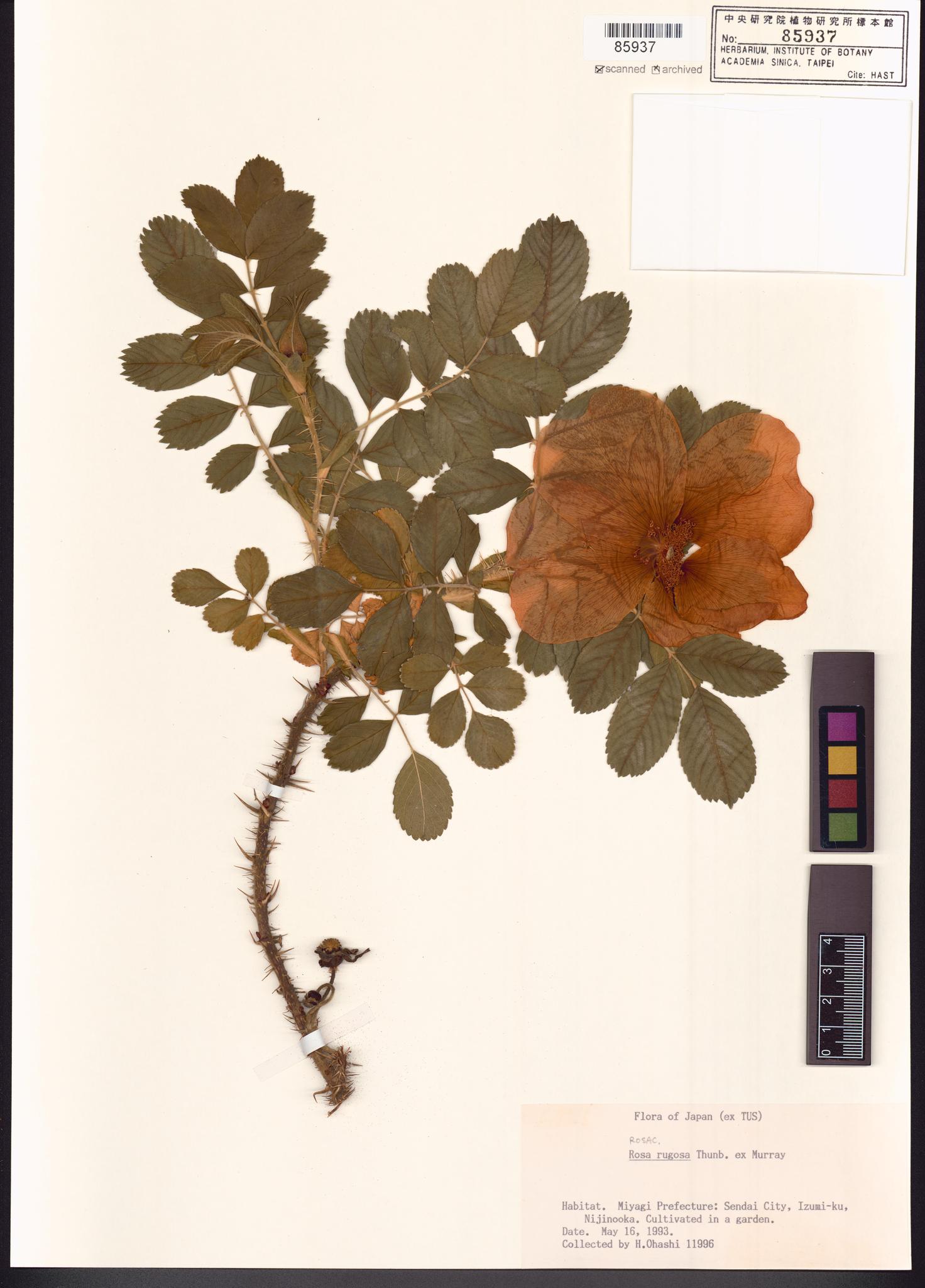 Sample image for viewer