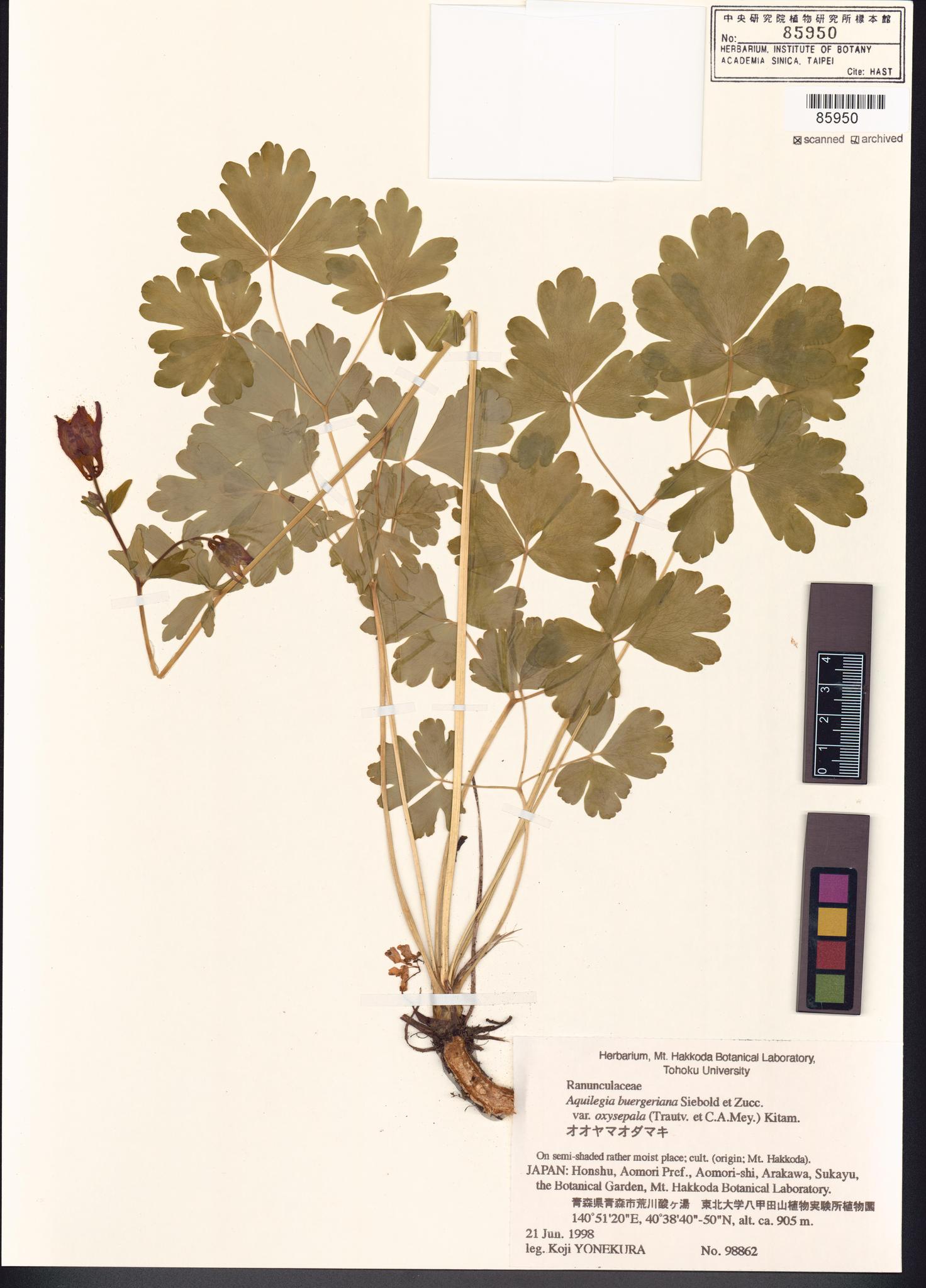 Sample image for viewer