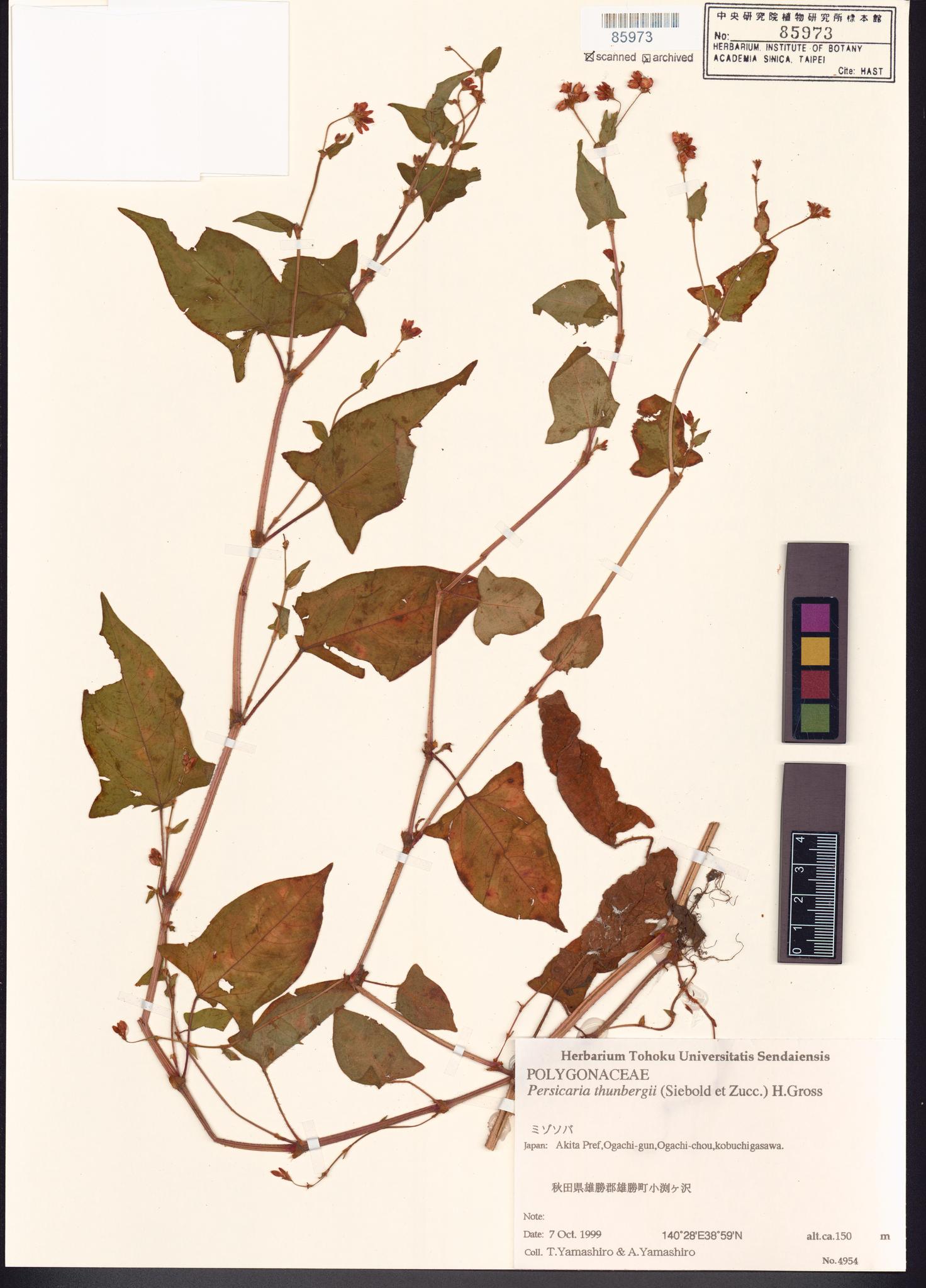 Sample image for viewer