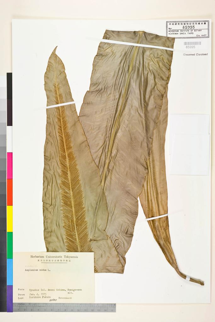 <Unit #128701  | 2711:: | Asplenium nidus L.>