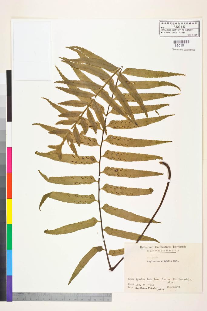 <Unit #128702  | 2721:: | Asplenium wrightii Eaton ex Hook.>
