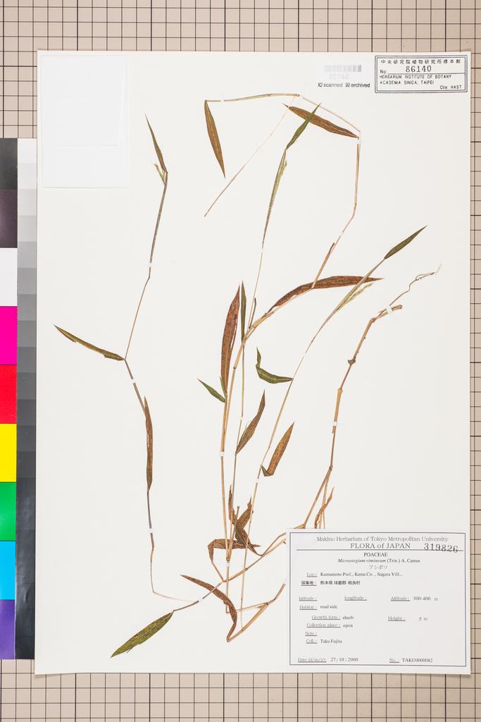 <Unit #111613  | TAKU0000082:: | Microstegium vimineum (Trin.) A. Camus>