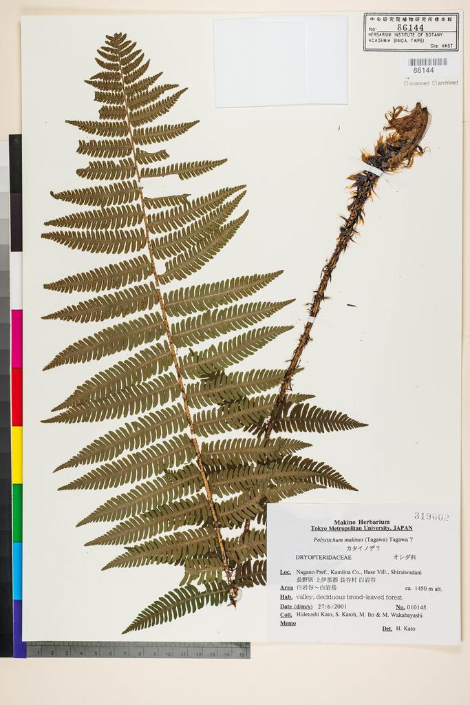 <Unit #128794  | 10145:: | Polystichum makinoi (Tagawa) Tagawa>