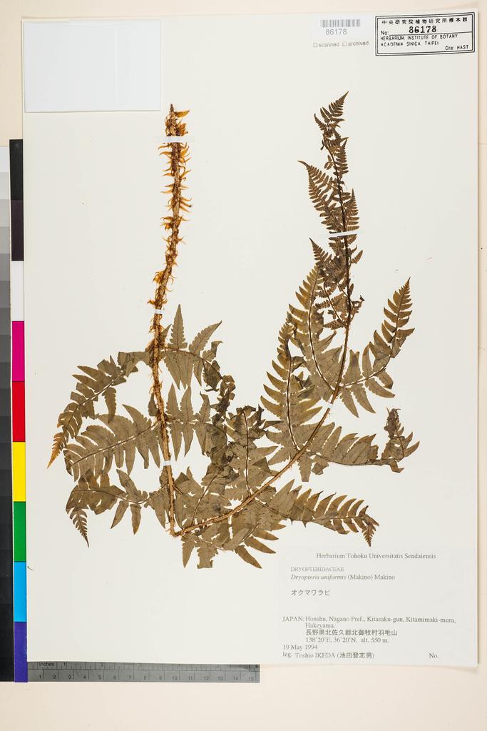 <Unit #128314  | :: | Dryopteris uniformis (Makino) Makino>