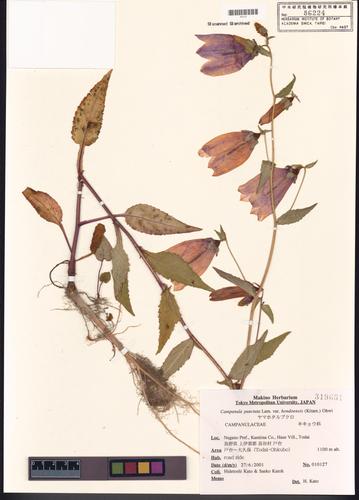 Campanula punctata Lam. var. hondoensis (Kitam.) Ohwi