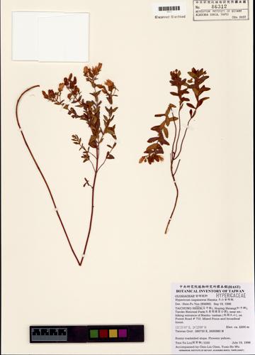 Hypericum nagasawai Hayata