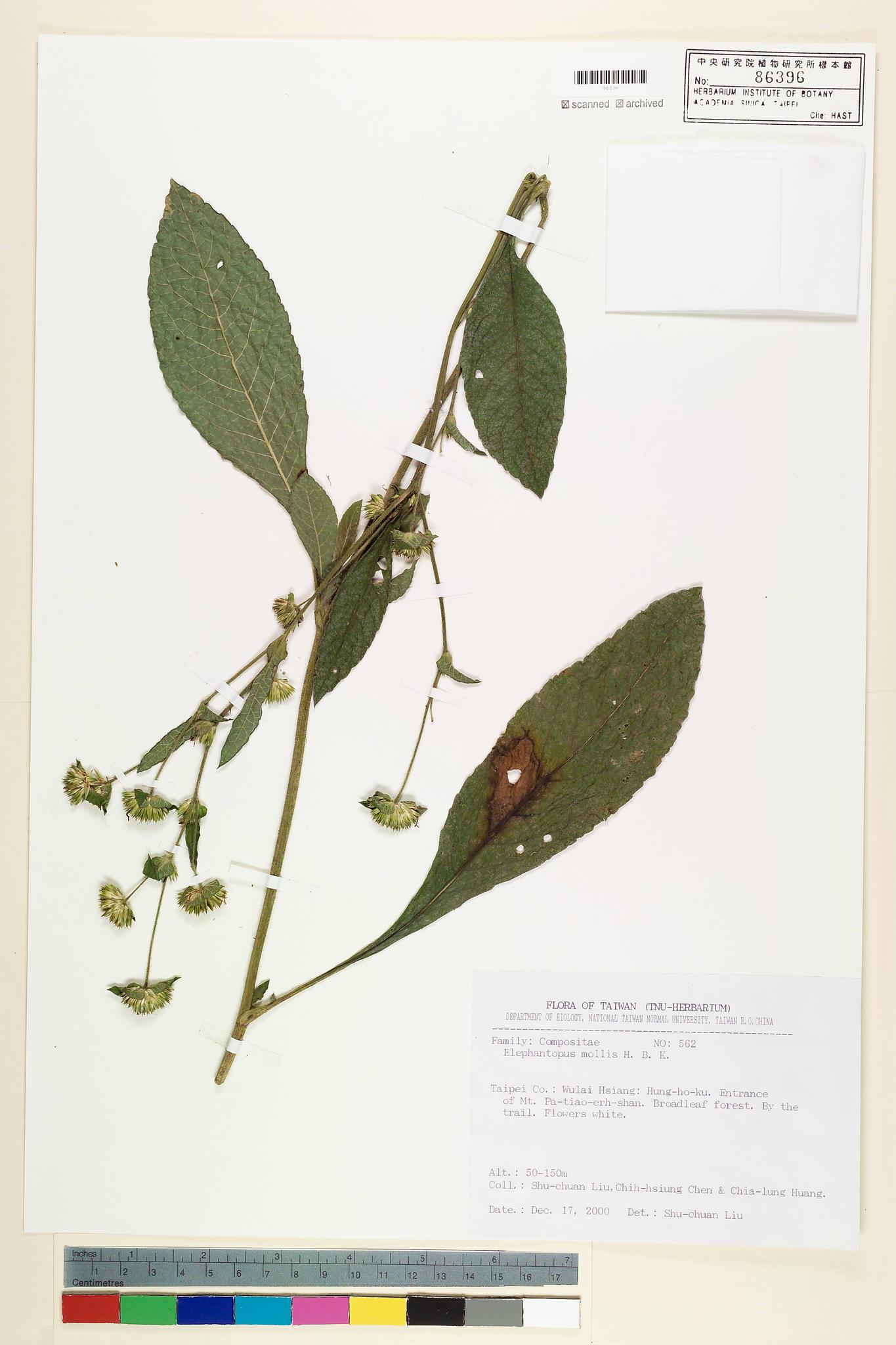 Sample image for viewer