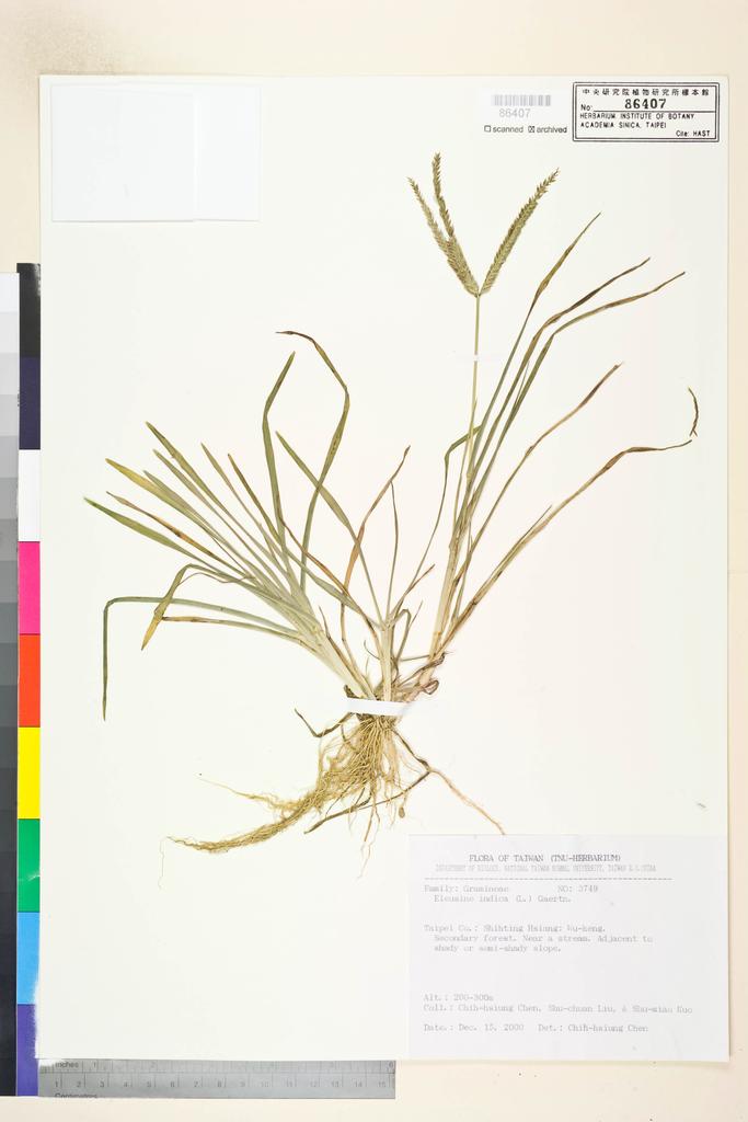 <Unit #72422 Chen, Chih-Hsiung | 陳志雄 | 3749:: | Eleusine indica (L.) Gaertn.>