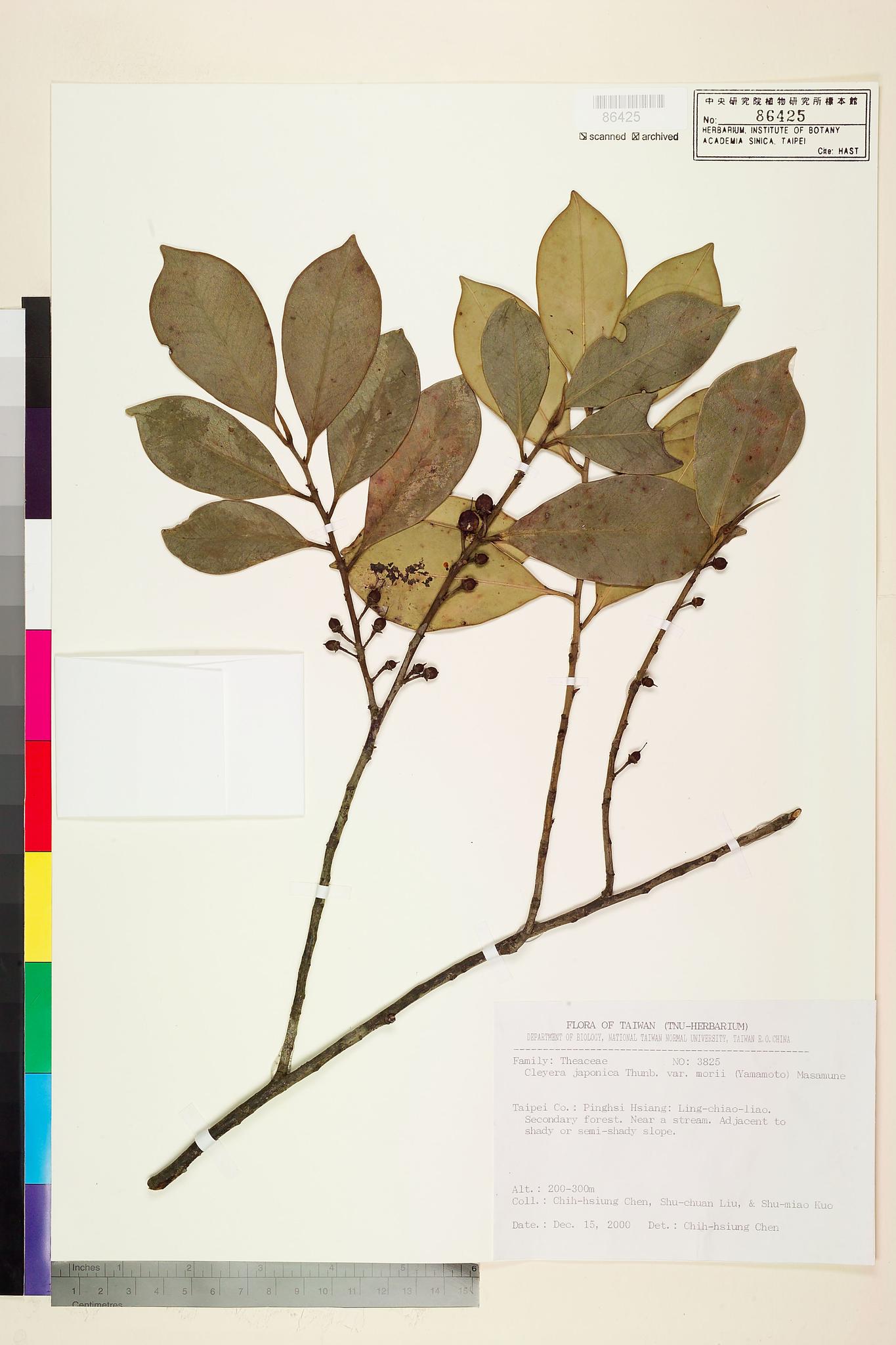 Sample image for viewer