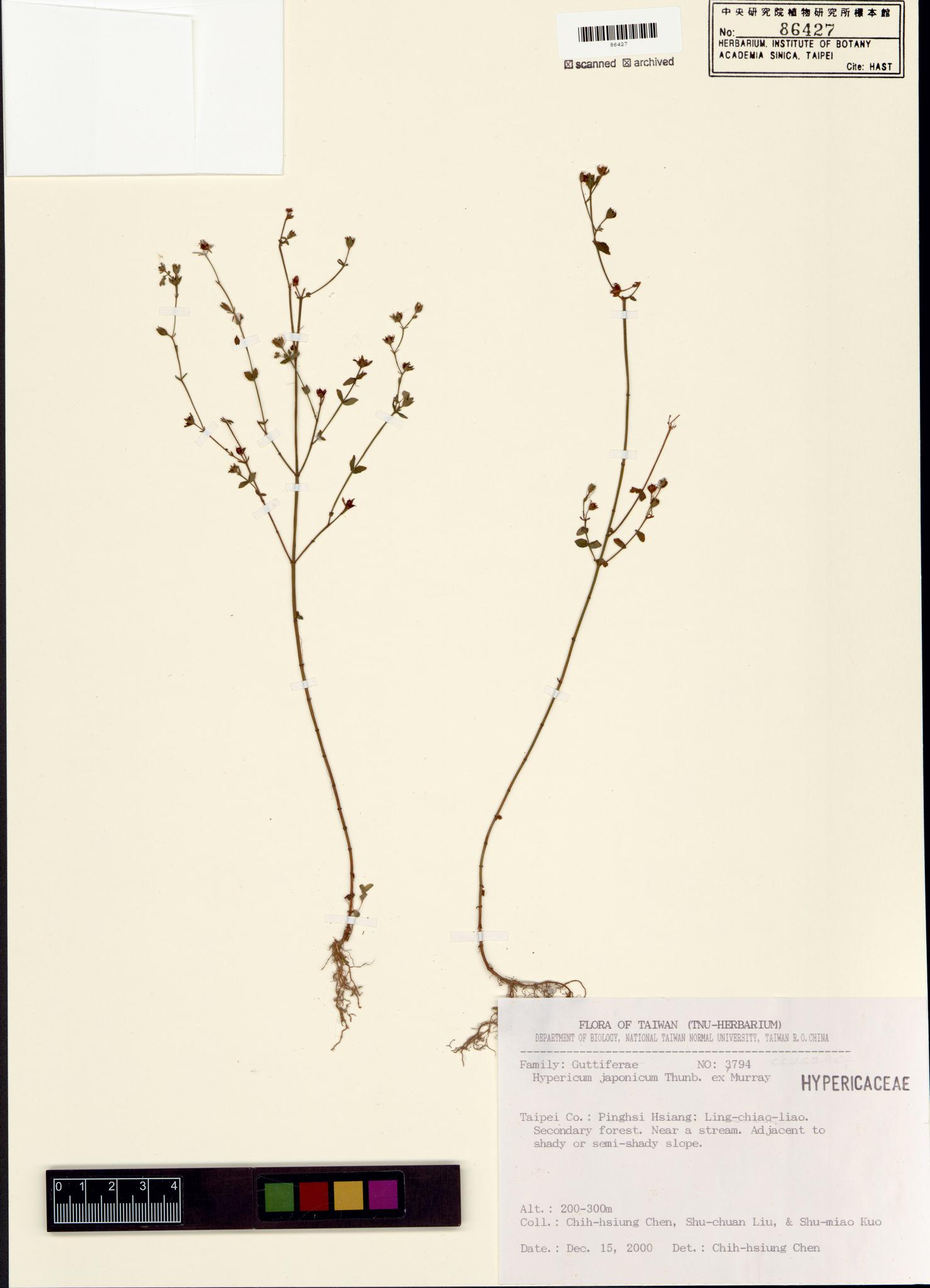 Sample image for viewer