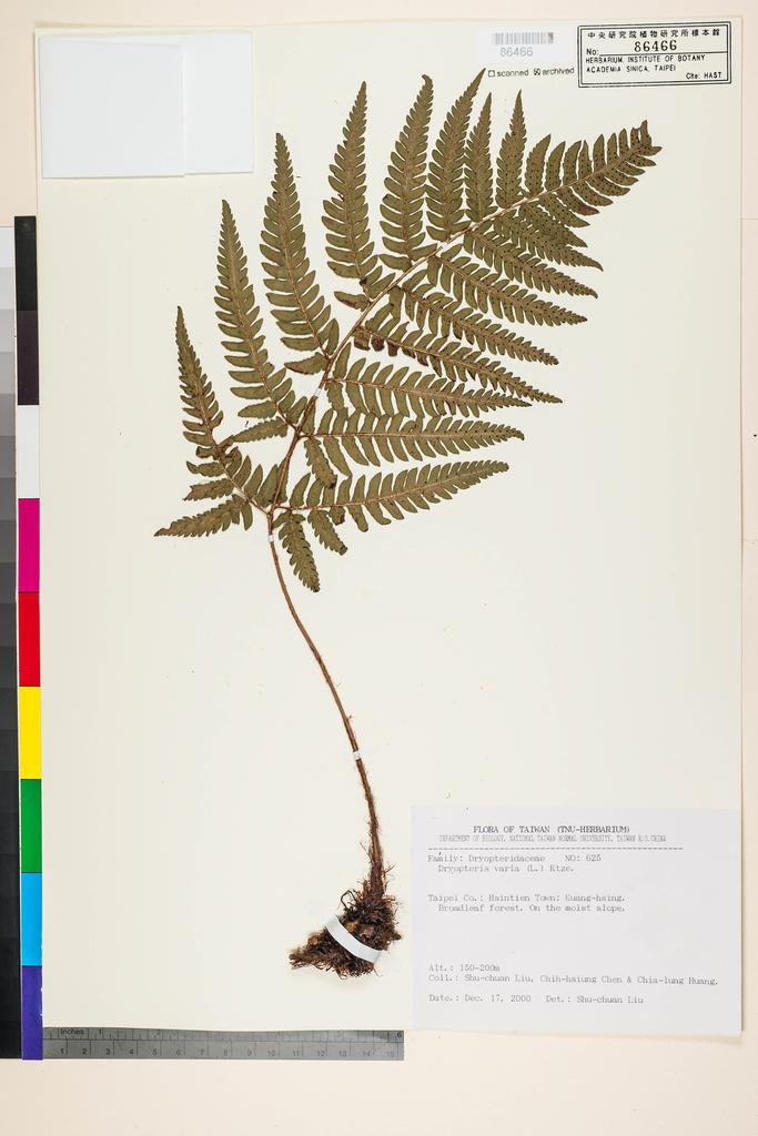 <Unit #92359 Liu, Shu-Chuan | 劉淑娟 | 625:: | Dryopteris varia (L.) Kuntze>