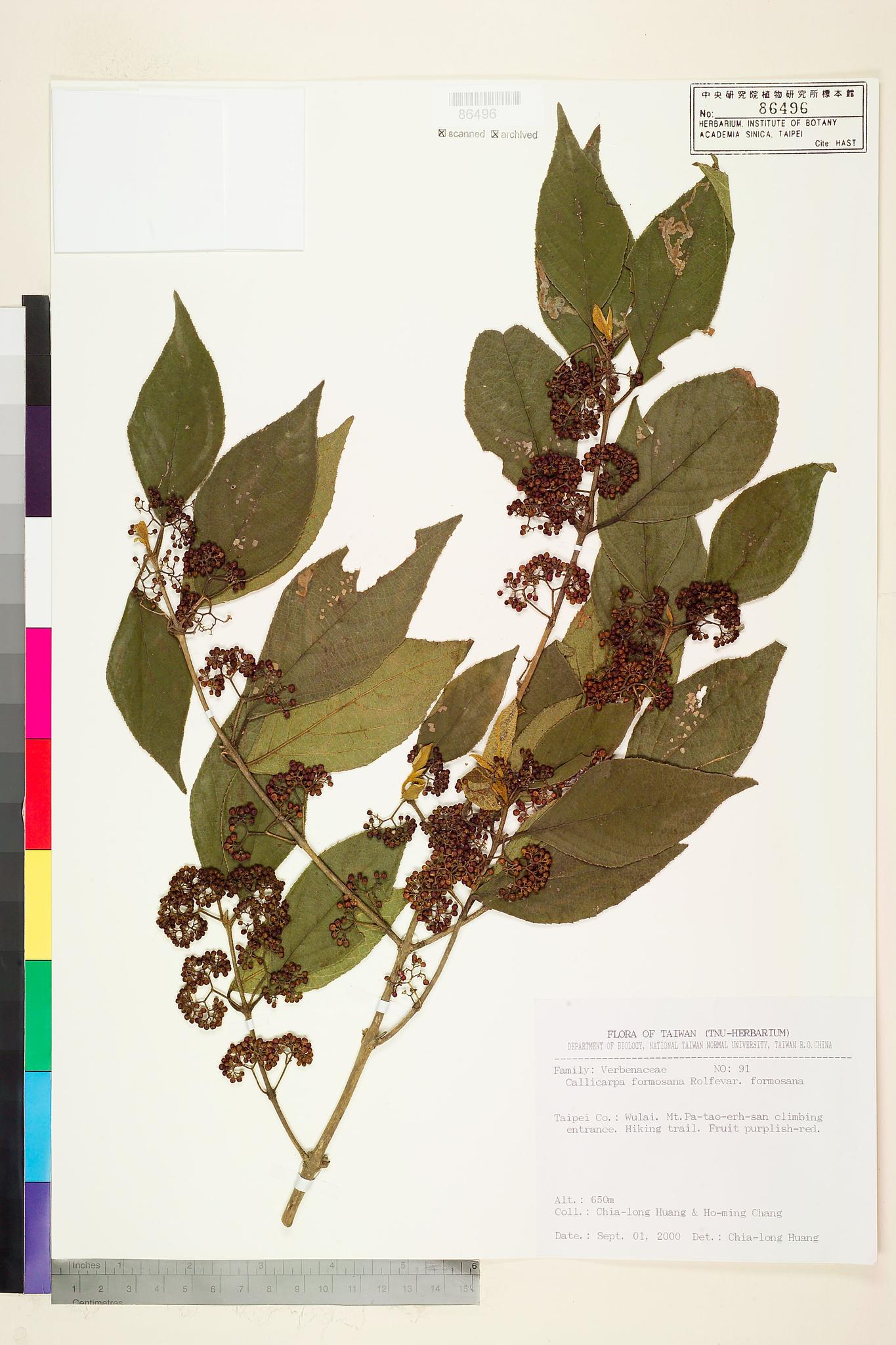 Sample image for viewer