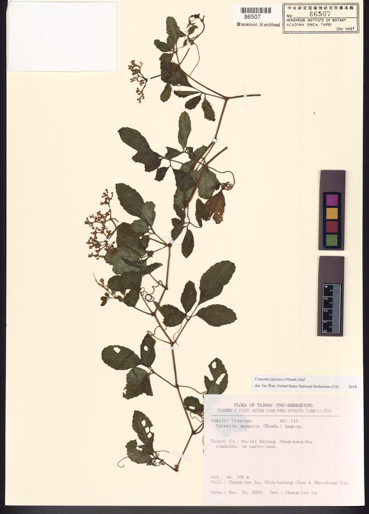 <Unit #67231 Lu, Chang-Tse | 呂長澤 | 510:: | Causonis japonica (Thunb.) Raf.>