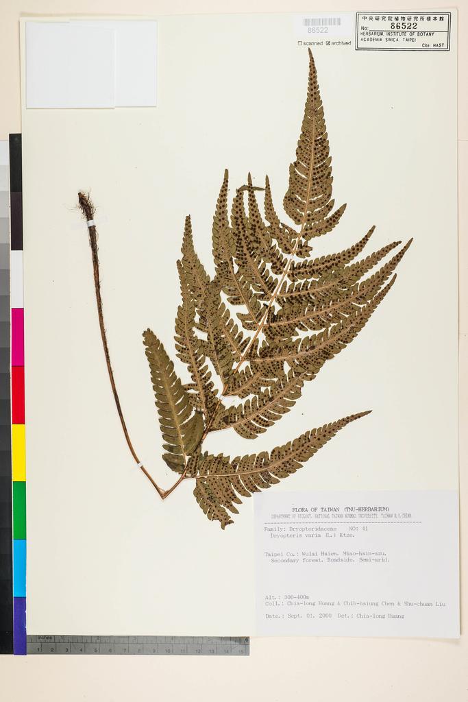 <Unit #92282 Huang, Chia-long | 黃嘉隆 | 40:: | Dryopteris varia (L.) Kuntze>