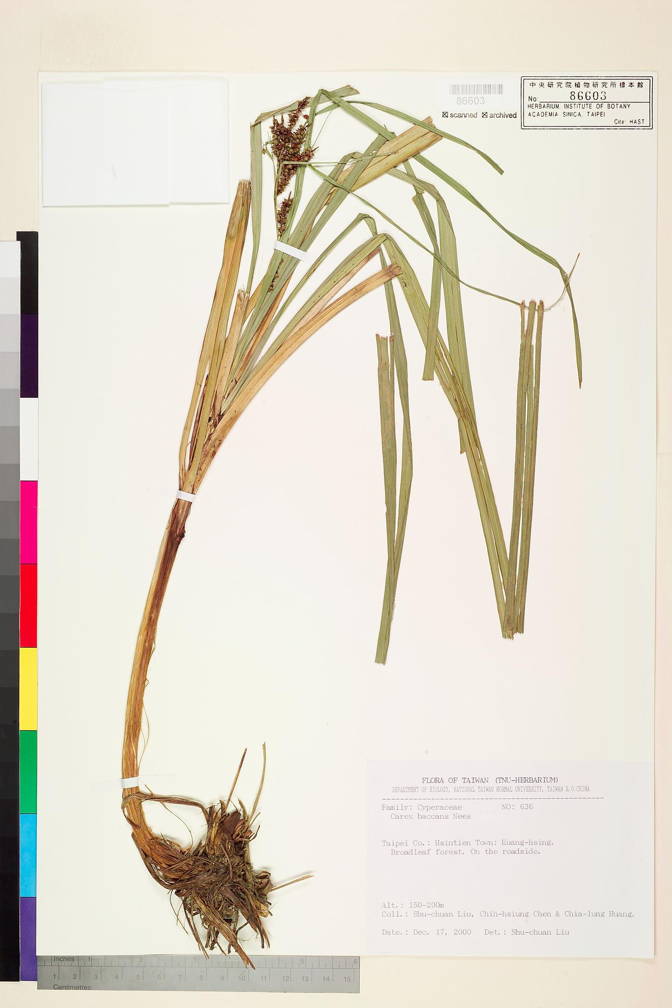 Sample image for viewer