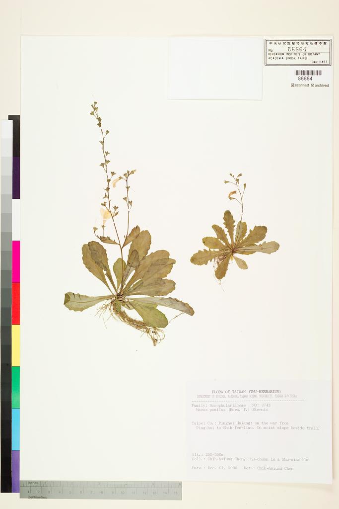 <Unit #76618 Chen, Chih-Hsiung | 陳志雄 | 3743:: | Mazus pumilus (Burm. f.) Steenis>
