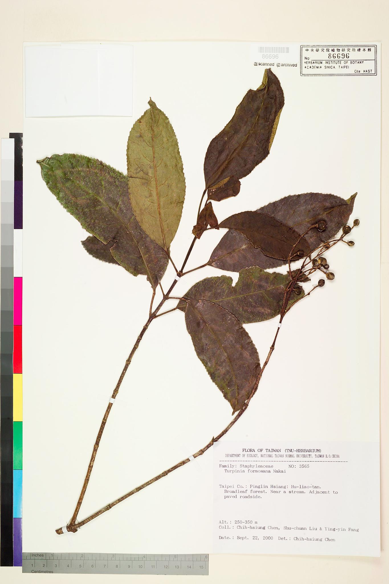 Sample image for viewer