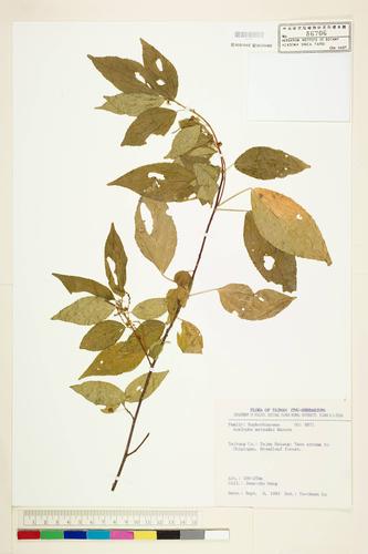 Acalypha matudae Hayata
