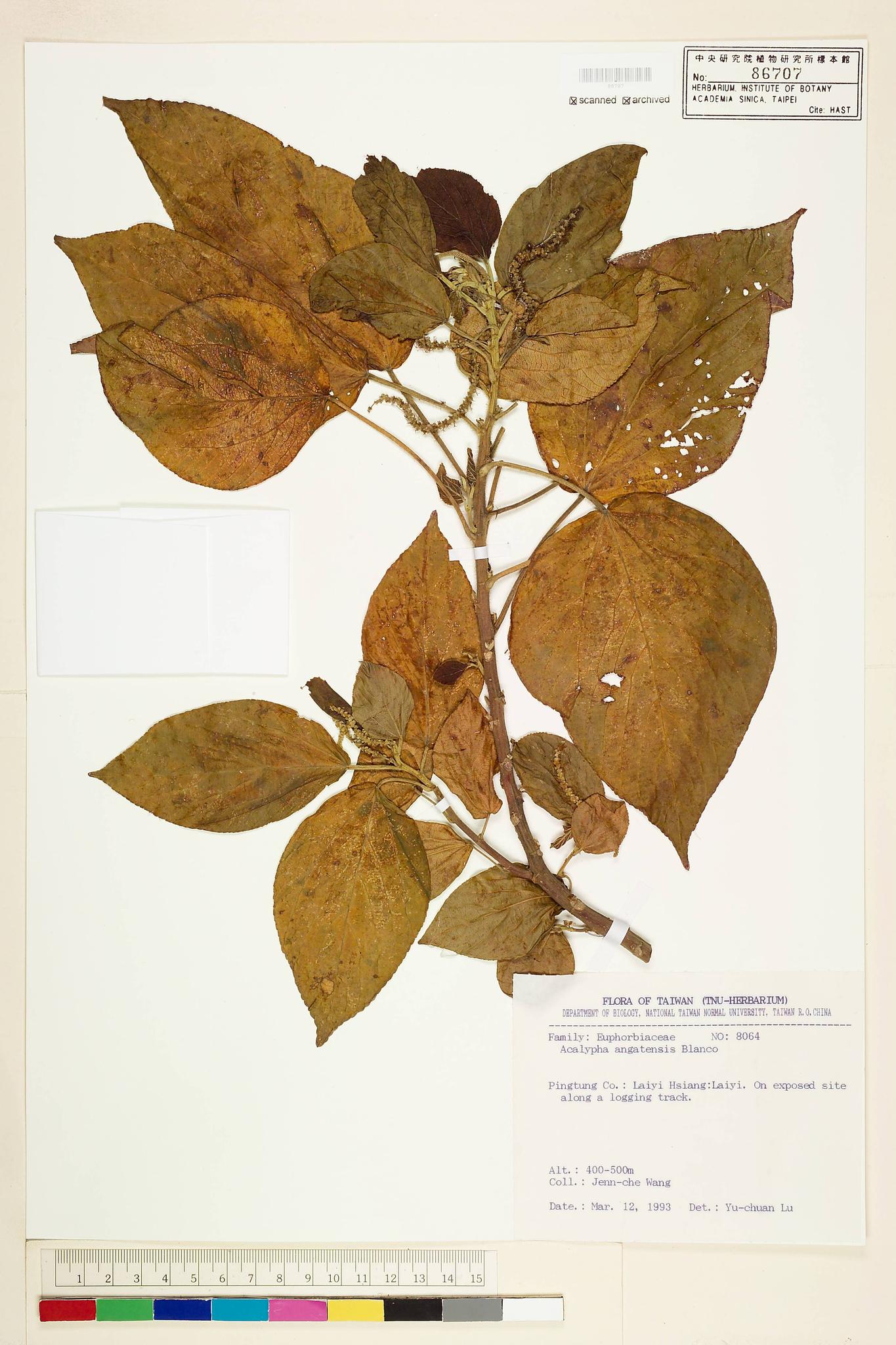 Sample image for viewer