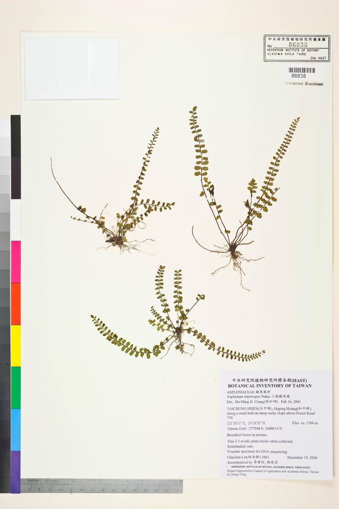 <Unit #83532 Lin, Chia-Hua | 林佳樺 | 1003:: | Asplenium tripteropus Nakai>