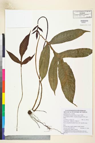 Hemigramma decurrens (Hook.) Copel.