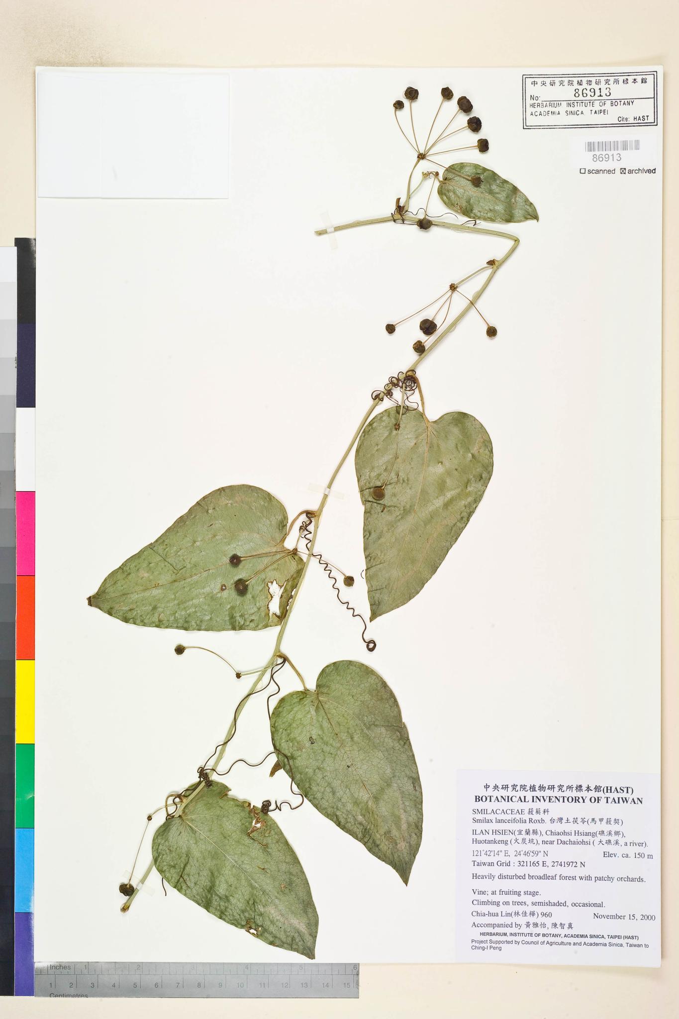 Sample image for viewer