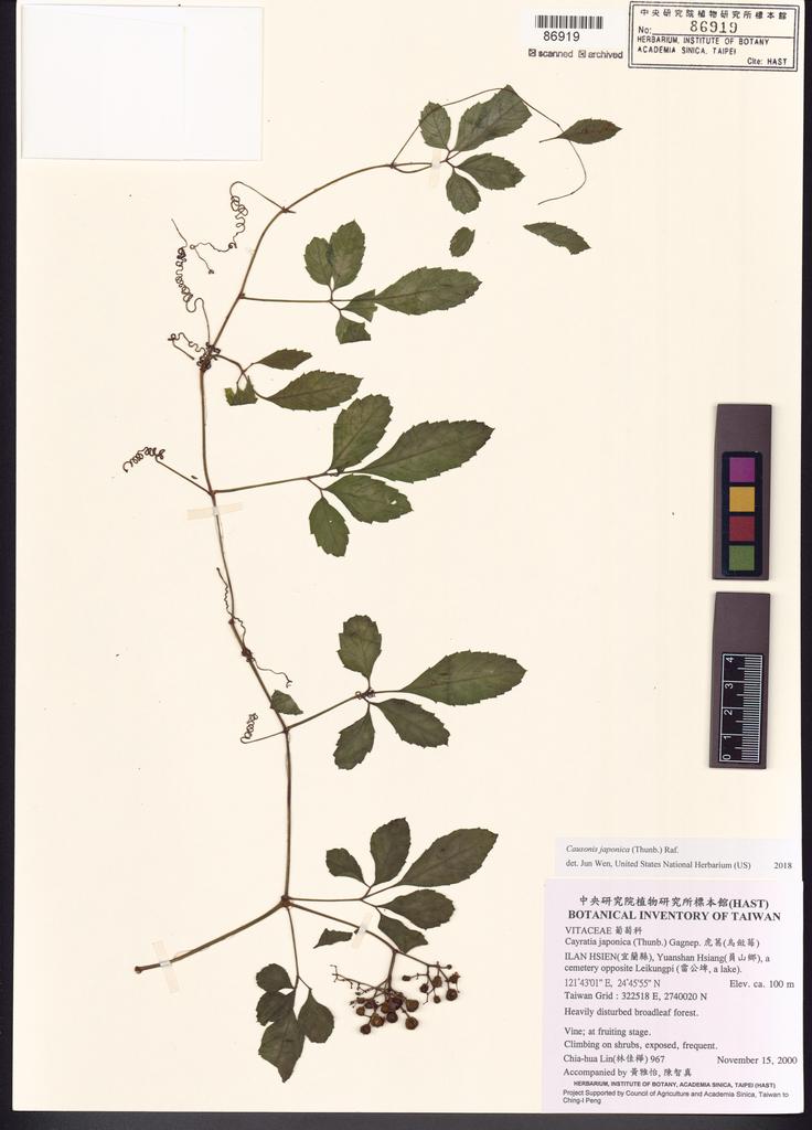 <Unit #13653 Lin, Chia-Hua | 林佳樺 | 967:: | Causonis japonica (Thunb.) Raf.>