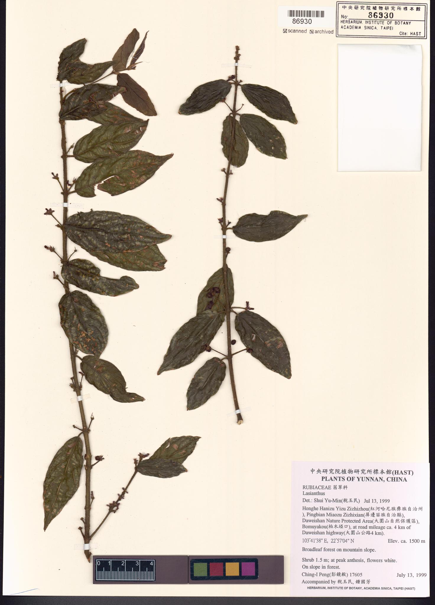 Sample image for viewer