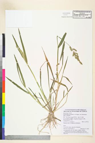 Echinochloa crus-galli (L.) P. Beauv. var. formosensis Ohwi