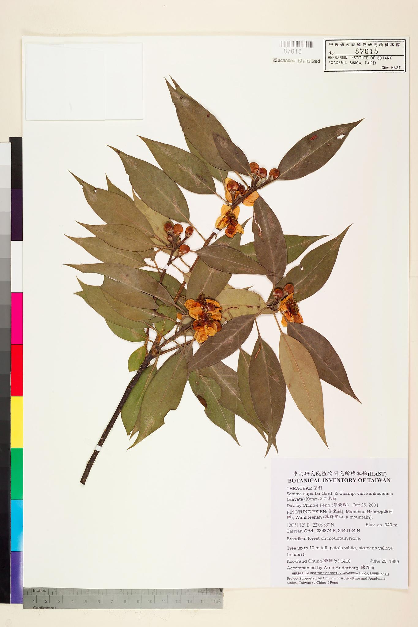 Sample image for viewer