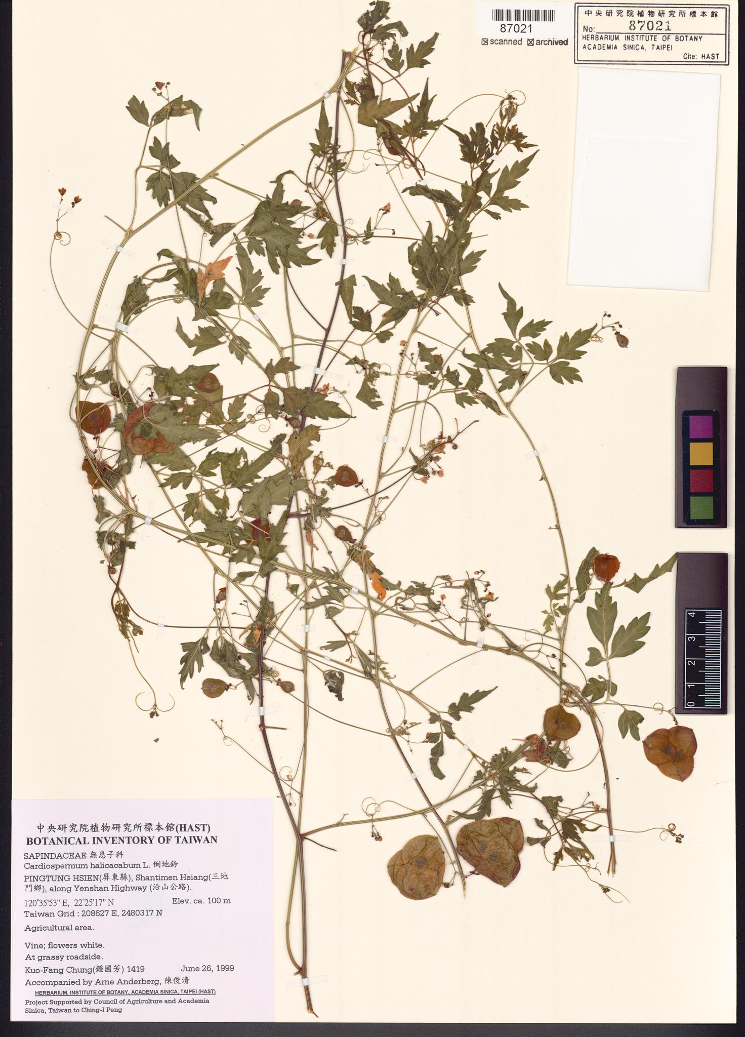 Sample image for viewer