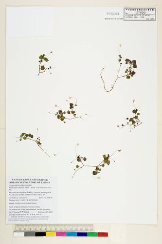 Peracarpa carnosa (Wall.) Hook. f. & Thomson