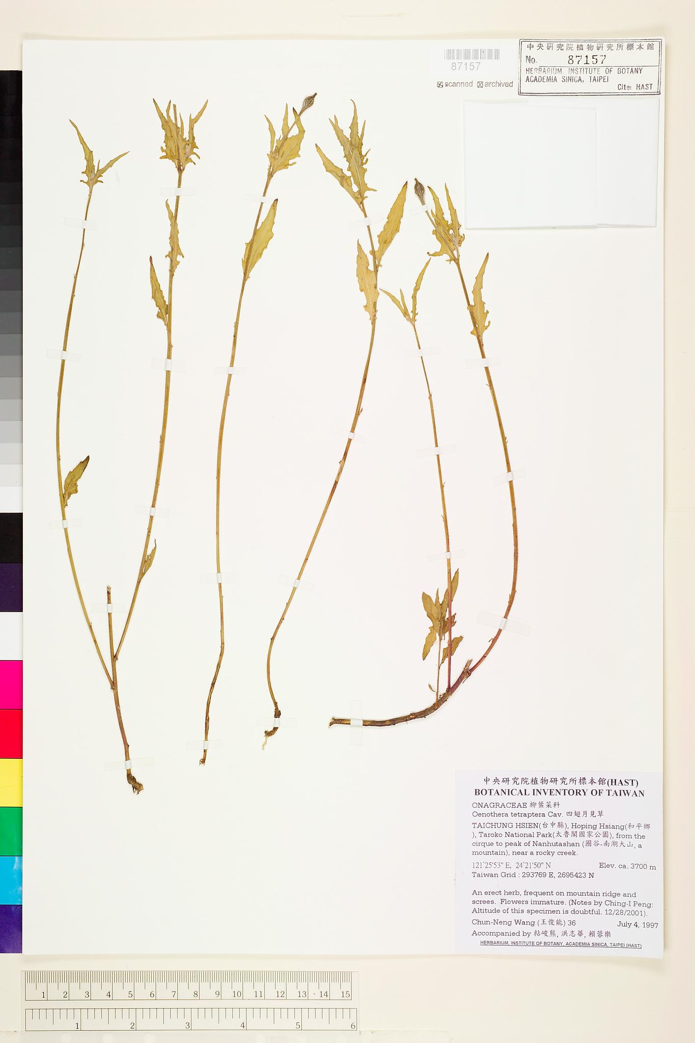 Sample image for viewer