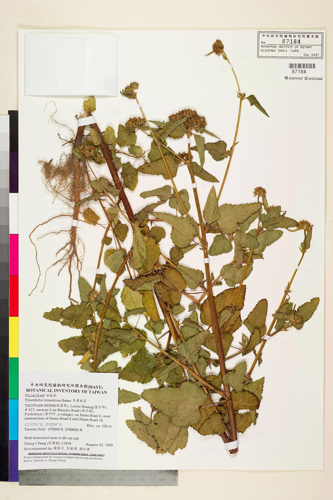 Sample image for viewer