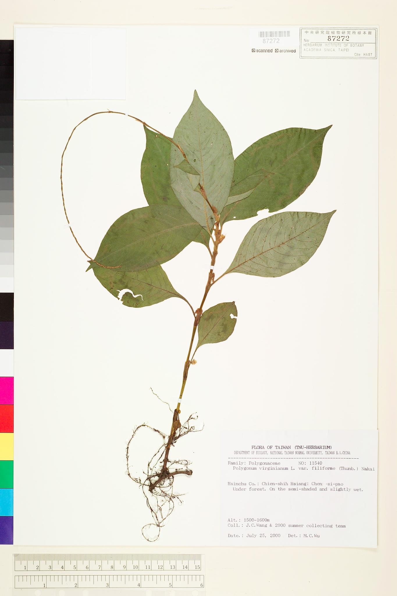 Sample image for viewer