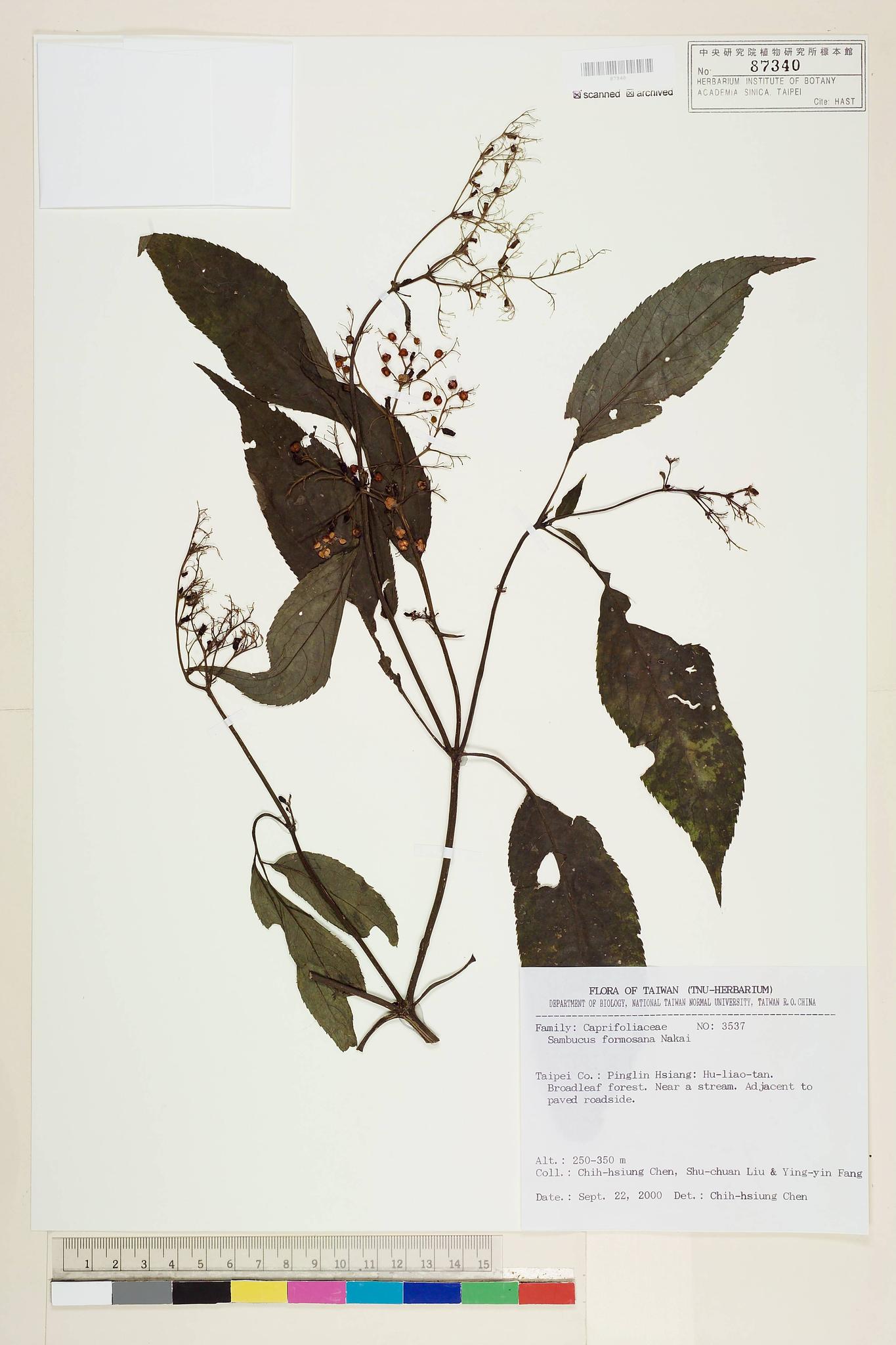 Sample image for viewer