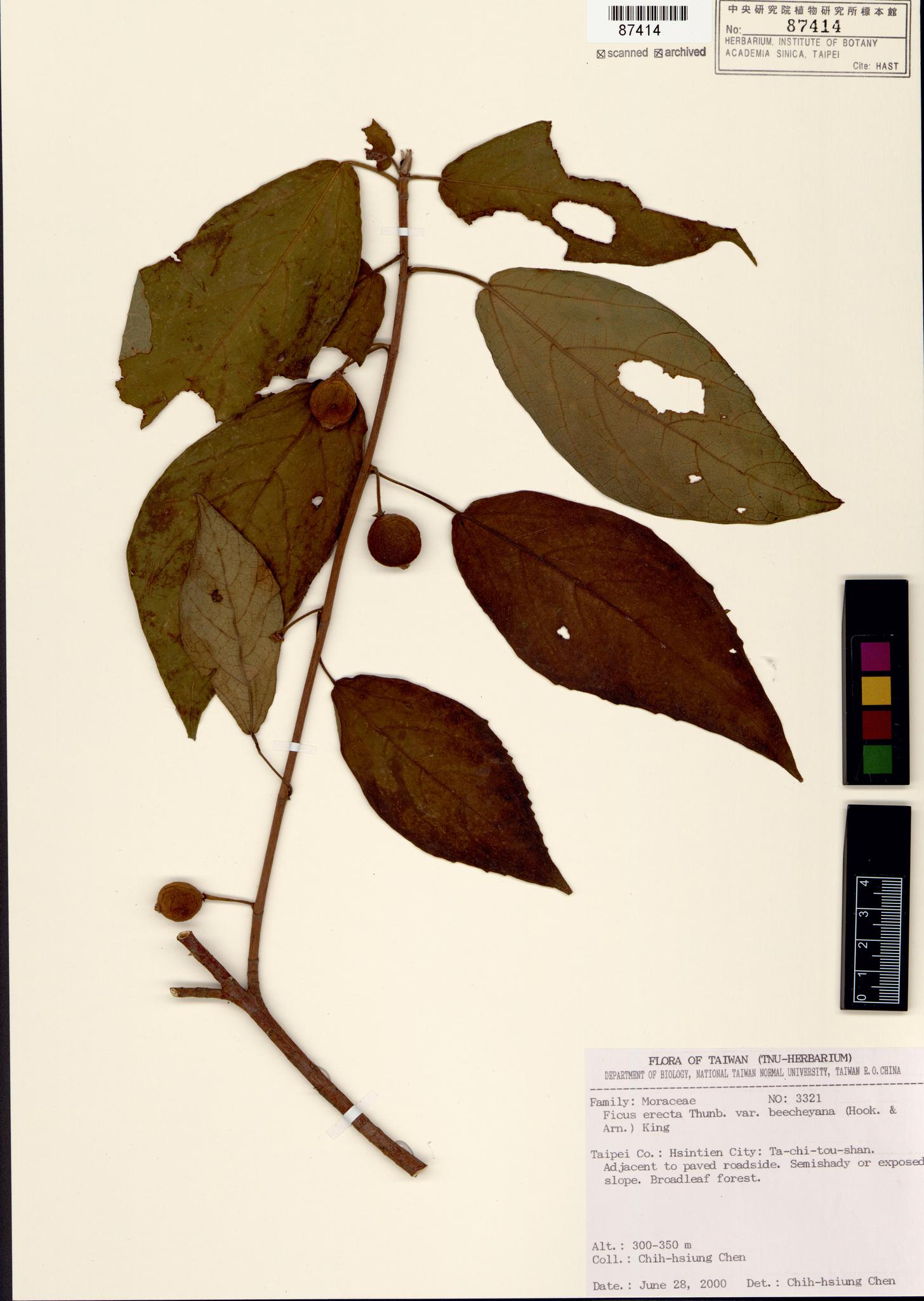 Sample image for viewer