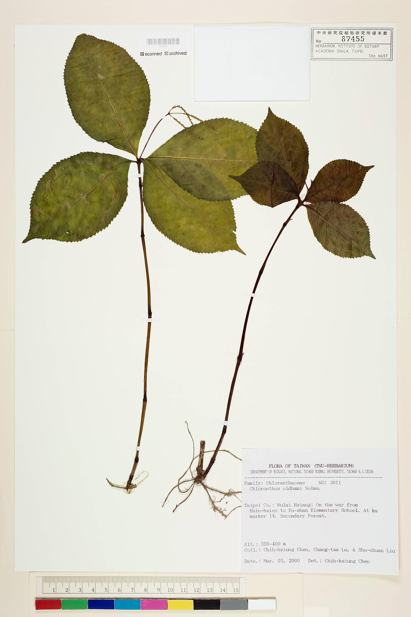 Sample image for viewer