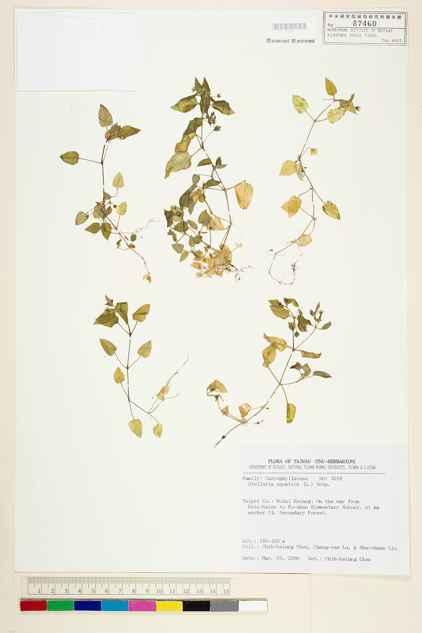 Sample image for viewer