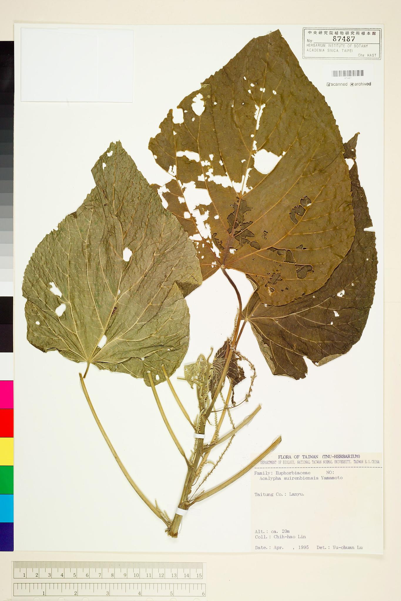 Sample image for viewer