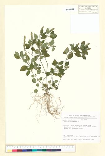 Justicia procumbens L.