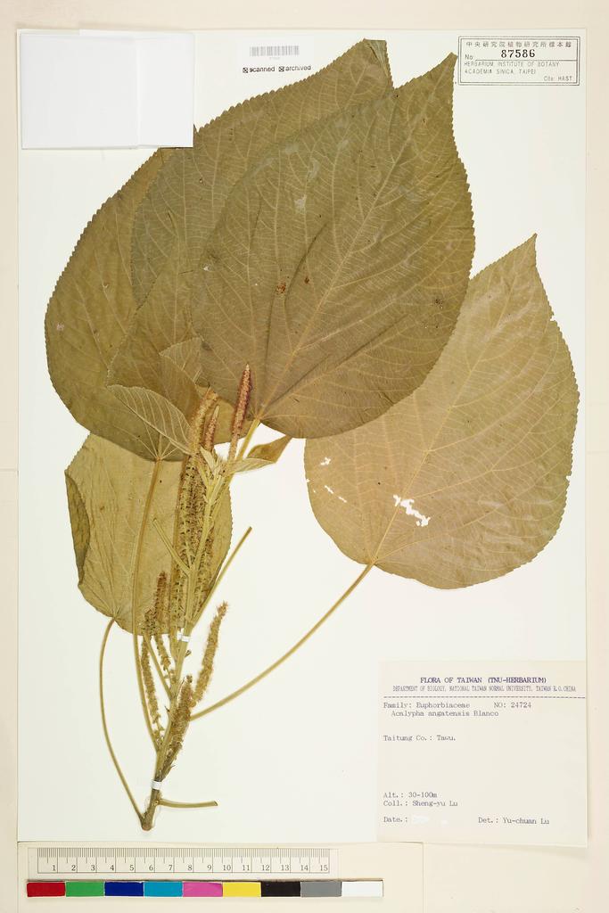 <Unit #57724 Lu, Sheng-You | 呂勝由 | 24724:: | Acalypha angatensis Blanco>