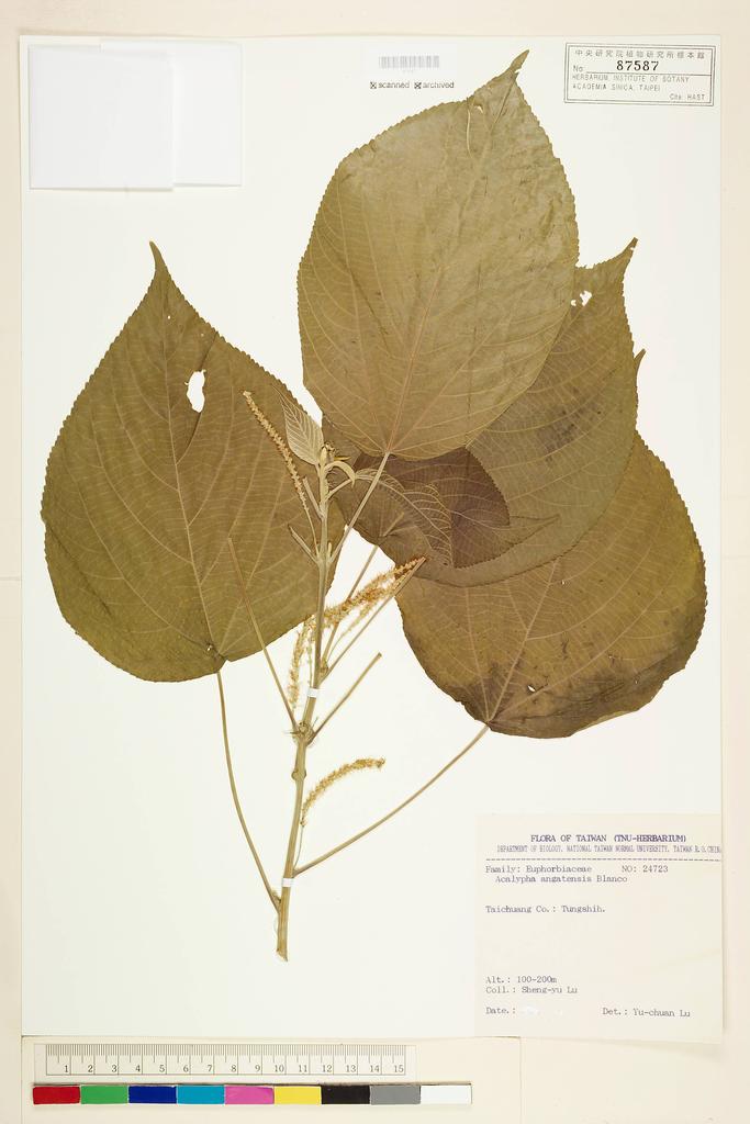 <Unit #57723 Lu, Sheng-You | 呂勝由 | 24723:: | Acalypha angatensis Blanco>