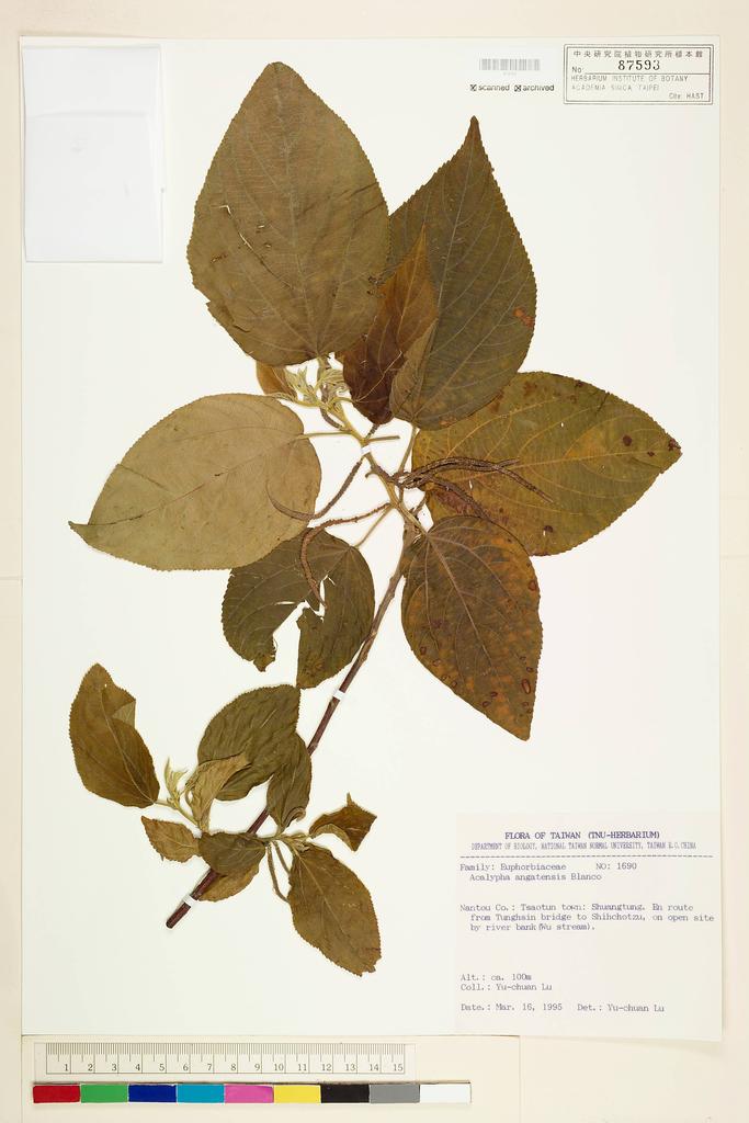 <Unit #57717 Lu, Yu-Chuan | 呂玉娟 | 1690:: | Acalypha angatensis Blanco>