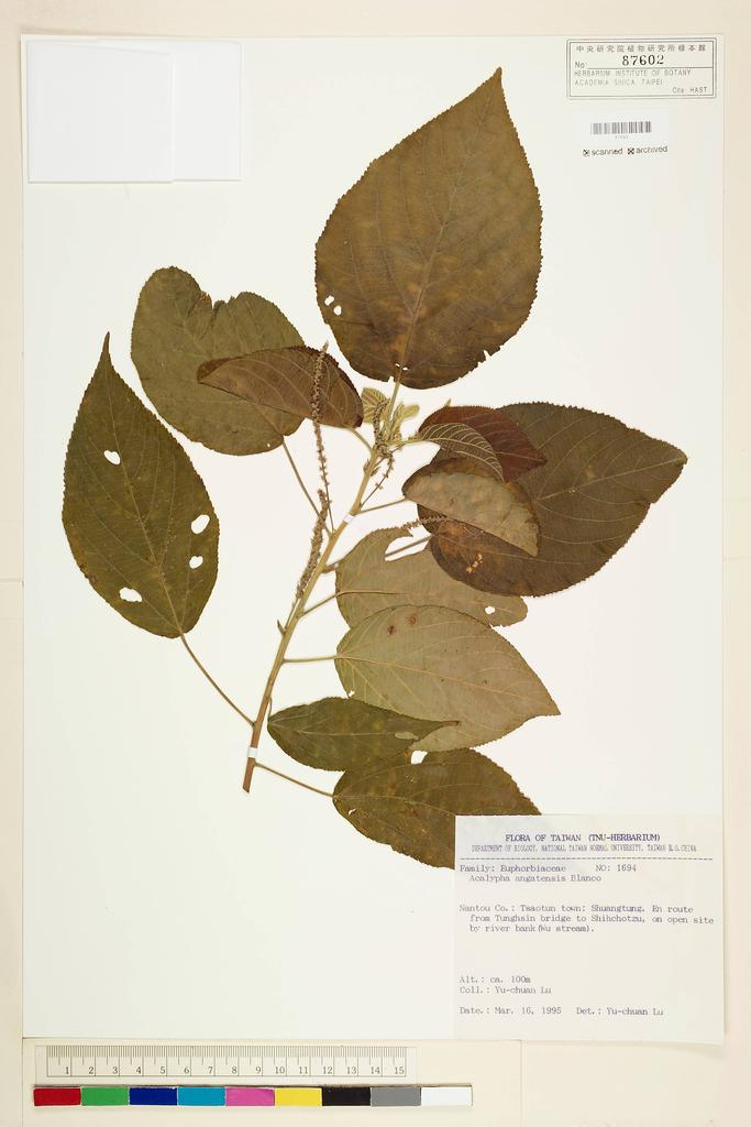 <Unit #57716 Lu, Yu-Chuan | 呂玉娟 | 1694:: | Acalypha angatensis Blanco>