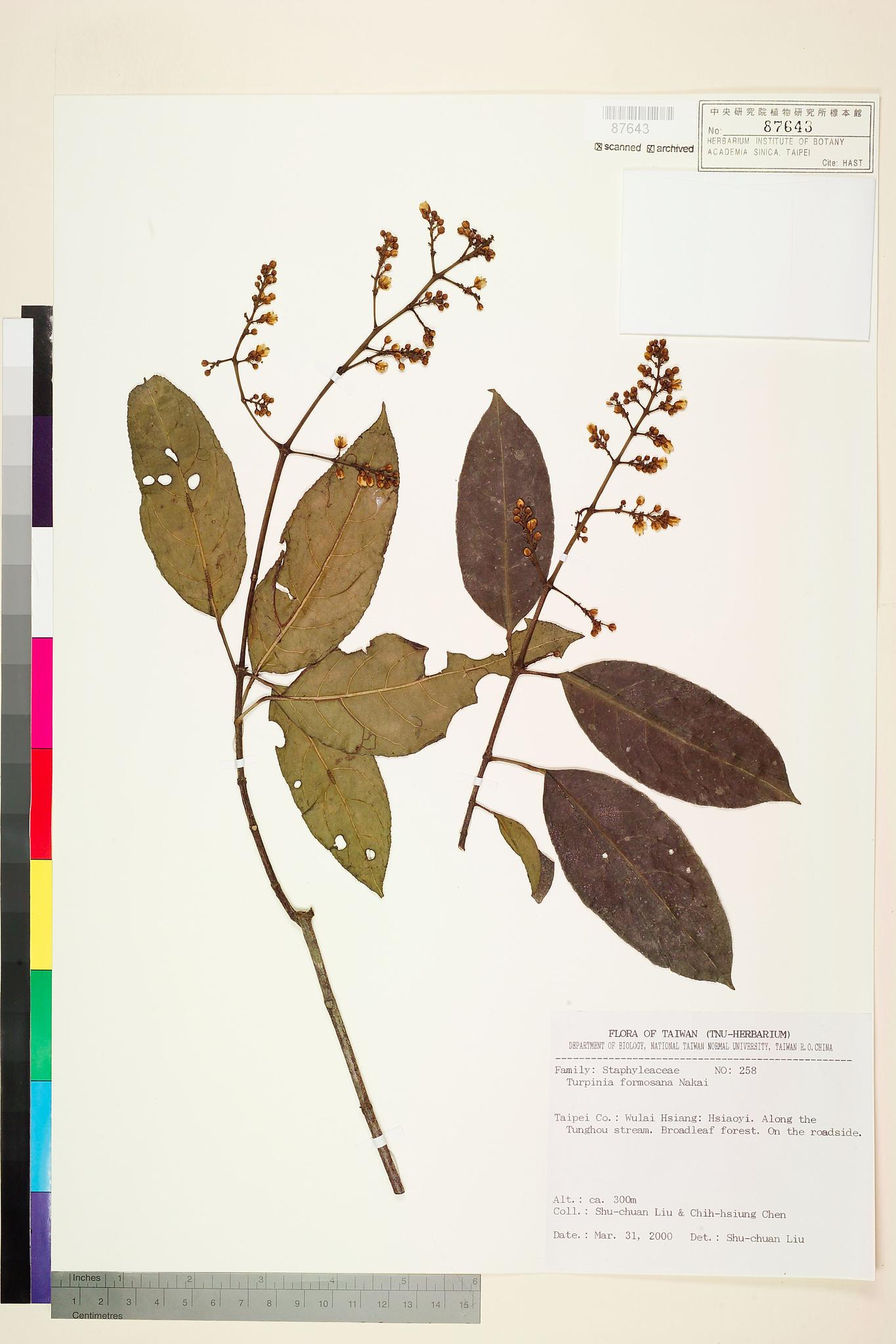 Specimen image