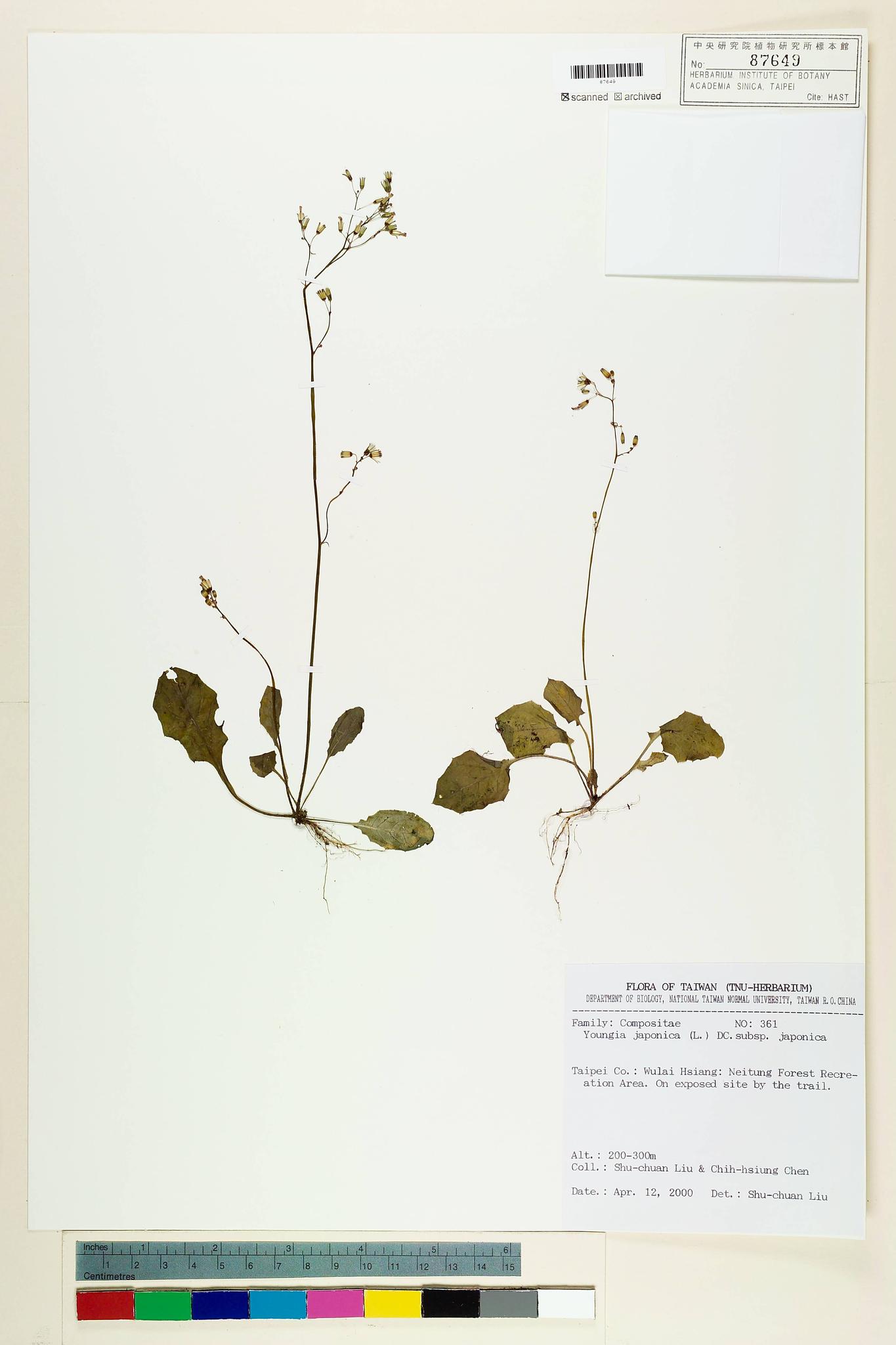 Sample image for viewer